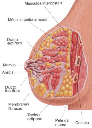 Material Teórico para el Curso de Ecografía de Glándulas Mamarias: Diagnóstico de Precisión y Guía Intervencionista