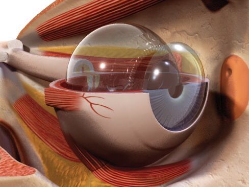 Material Teórico para el Curso de Ecografía Ocular y Orbitaria: Diagnóstico de Precisión y Guía Clínica para el Profesional de la Salud.
